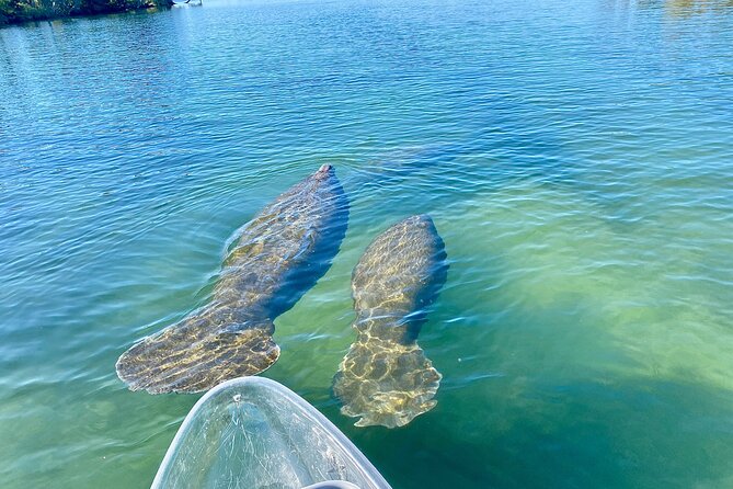 Clear Kayak Tour of Crystal River - Overview of the Experience