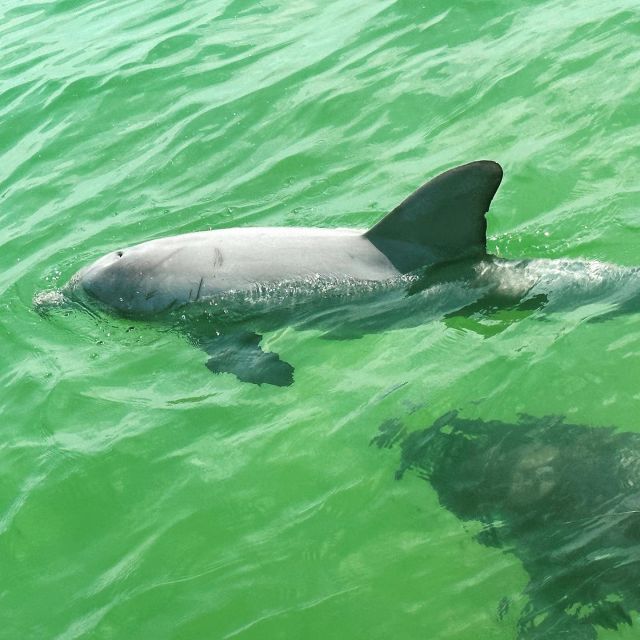 Clearwater Beach Private Pontoon Tours - Tour Details