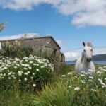 Connemara, Kylemore Abbey And Wild Atlantic Way Tour From Galway Tour Itinerary Highlights