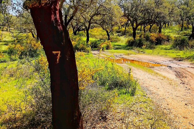 Cork Safari in a Classic Land Rover With Optional Lunch - Exploring the Alentejo Cork Forest