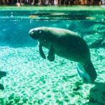 Crystal River: Three Sisters Springs Guided Kayak Tour Overview Of The Tour