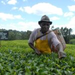 Day Tour To Kiambethu Tea Farm In Limuru Exploring Kiambethu Tea Farm