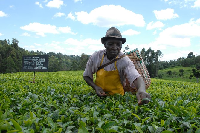 Day Tour To Kiambethu Tea Farm in Limuru - Exploring Kiambethu Tea Farm