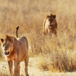 Day Trip Tsavo East National Park ( Man Eater Lions Of Tsavo & Other Big Five) Highlights Of Tsavo East