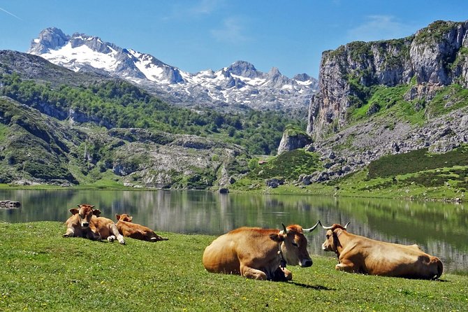 Direct Tour to Covadonga Lakes Picos De Europa From Oviedo - Tour Overview