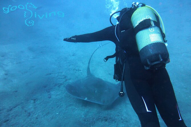 Dives Packages With Transfers in Tenerife - Overview