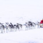 Dogsledding, Near Akureyri Description And Tour Details