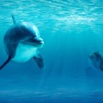 Dolphin House Sea Trip Snorkeling Water Sports And Lunch Hurghada Overview Of The Tour