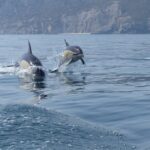 Dolphin Watching At The Arrabida (lisbon Region) Overview And Key Details