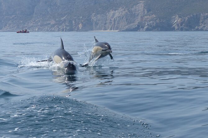 Dolphin Watching at the Arrabida (Lisbon Region) - Overview and Key Details