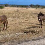 Donkey Sanctuary Tour With A Local Guide Whats Included