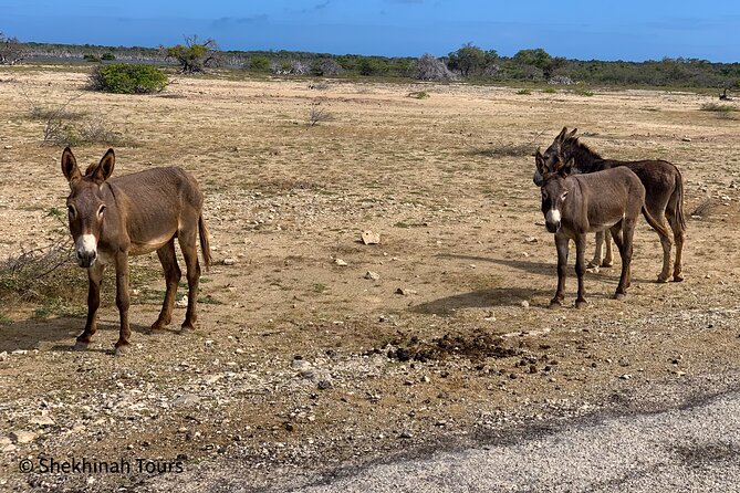 Donkey Sanctuary Tour With a Local Guide - Whats Included