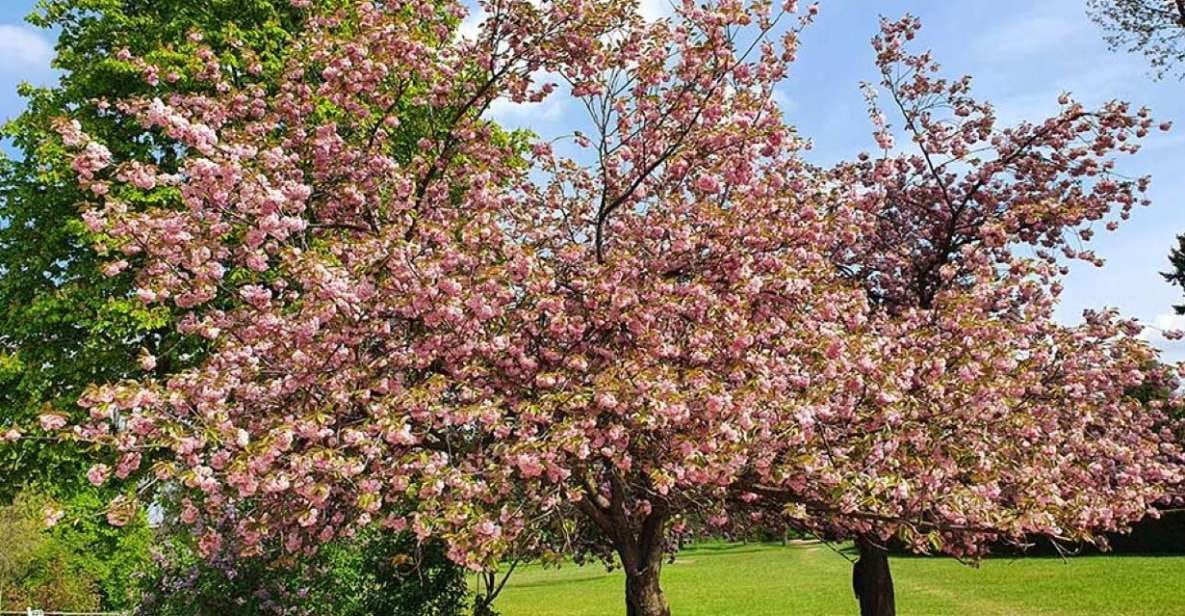 Düsseldorf Nordpark Audio Rally by P.I. Sir Peter Morgan - Overview of the Experience