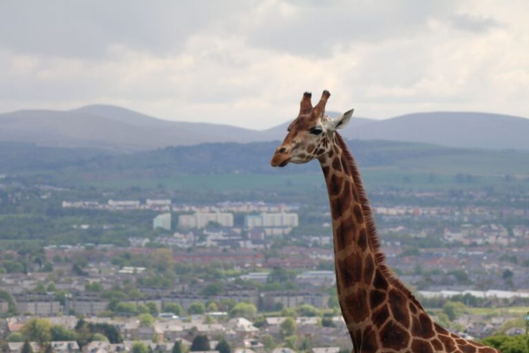 Edinburgh Zoo Entrance Ticket Ticket Details