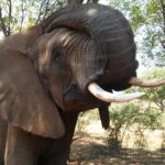 Elephant Walk Guided Half Day Tour From Johannesburg Tour Overview