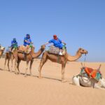 Essaouira 2 Hour Camel Adventure Ride Overview Of The Experience