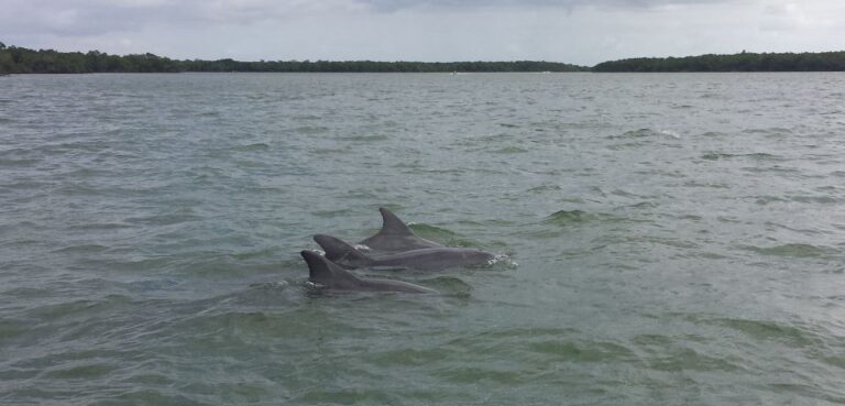 Everglades Day Safari From Sanibel, Fort Myers & Naples Tour Overview