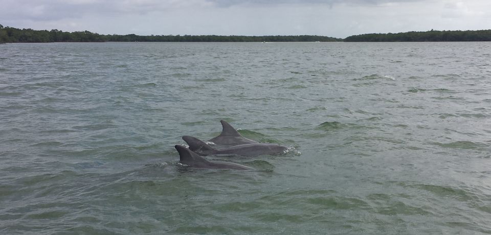 Everglades Day Safari From Sanibel, Fort Myers & Naples - Tour Overview