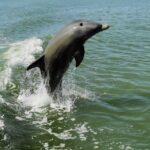 Everglades National Park: 2 Hour Dolphin & Birding Boat Tour Wildlife Experience