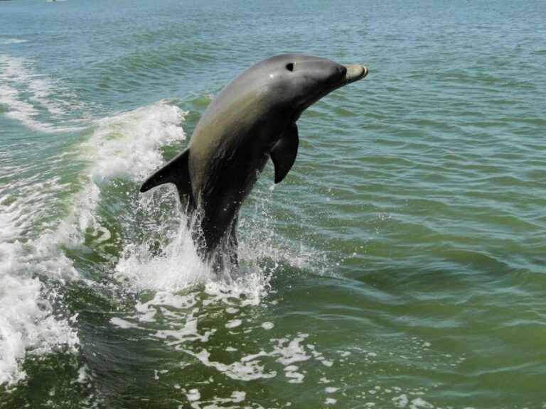 Everglades National Park: 2 Hour Dolphin & Birding Boat Tour Wildlife Experience