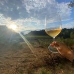 Exclusive Penedes Wine Tour & Brunch In The Vineyard Tour Overview