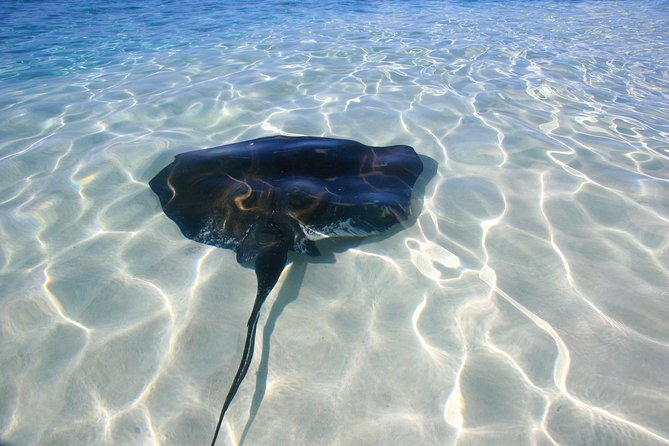 Exclusive Supreme Snorkeling Tour - Stingray Encounter at Gibbs Cay