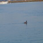 Faro: Eco Friendly Ria Formosa Bird Watching In Solar Boat Tour Overview And Pricing