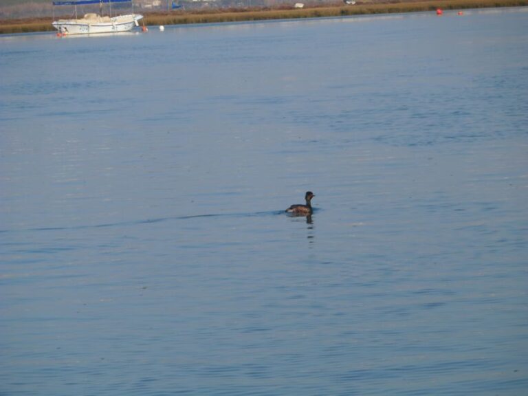 Faro: Eco Friendly Ria Formosa Bird Watching In Solar Boat Tour Overview And Pricing