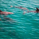 Fort Walton Beach: Morning Dolphin Cruise With Snorkel Stop Activity Overview