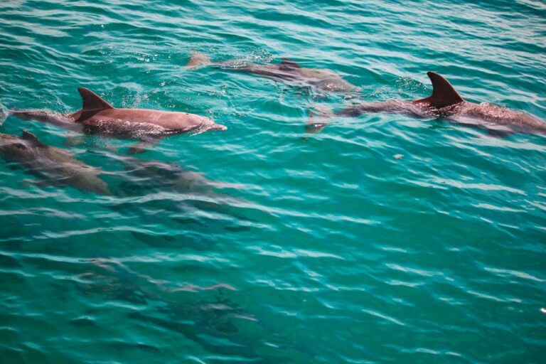 Fort Walton Beach: Morning Dolphin Cruise With Snorkel Stop Activity Overview