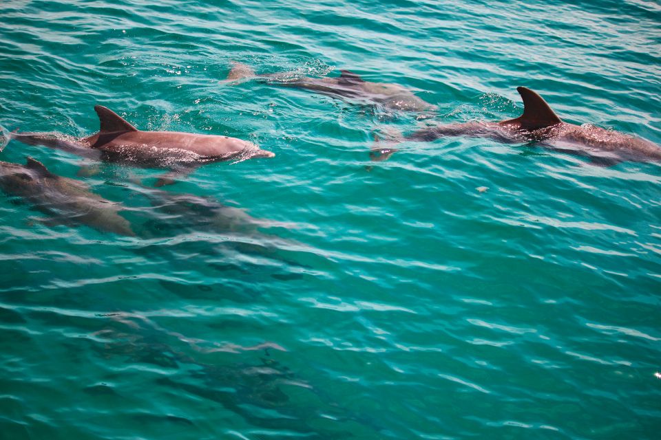 Fort Walton Beach: Morning Dolphin Cruise With Snorkel Stop - Activity Overview