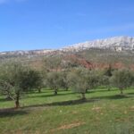 From Aix En Provence: Wine Tour In Cezanne Countryside Overview Of The Wine Tour