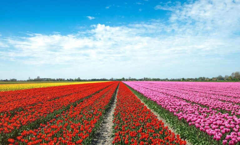 From Amsterdam: Tulip Fields Of Holland Tour Tour Overview