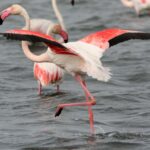 From Avignon: Camargue Tour With Pont De Gau Bird Park Entry Tour Overview