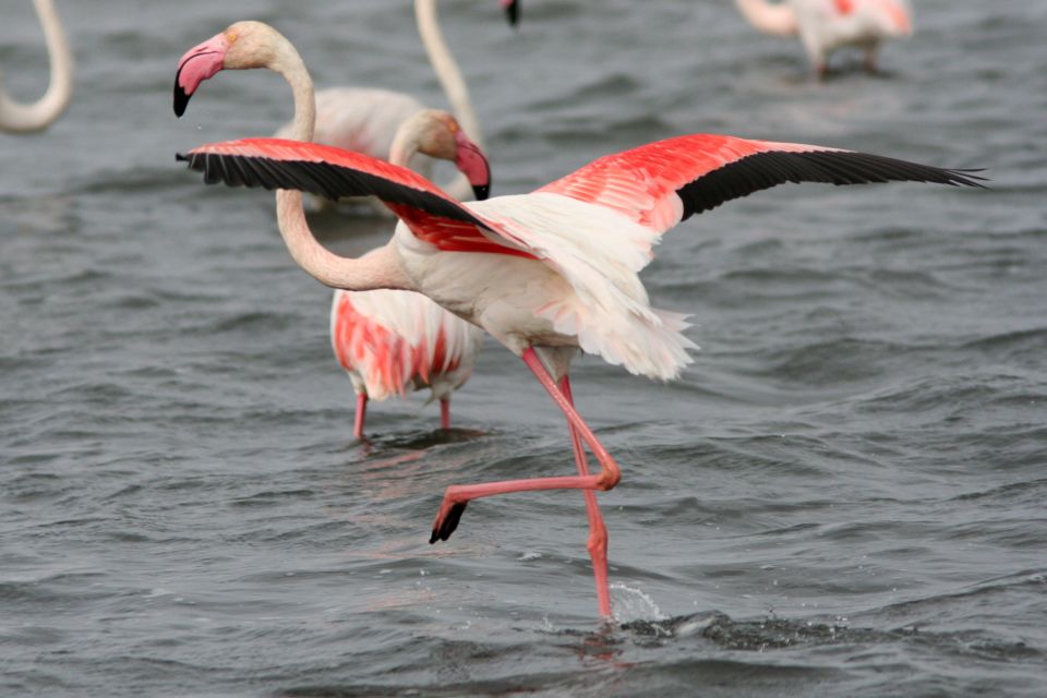 From Avignon: Camargue Tour With Pont De Gau Bird Park Entry - Tour Overview