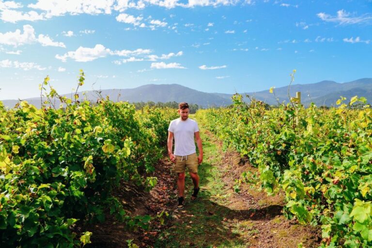 From Barcelona: El Penedès Hike And Wine Tour Tour Overview