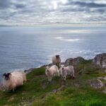 From Cork: Guided Full Day West Cork To Mizen Head Tour Tour Overview