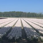 From Lisse: Flower Bike Tour Along Keukenhof And Flowerfarm Tour Overview