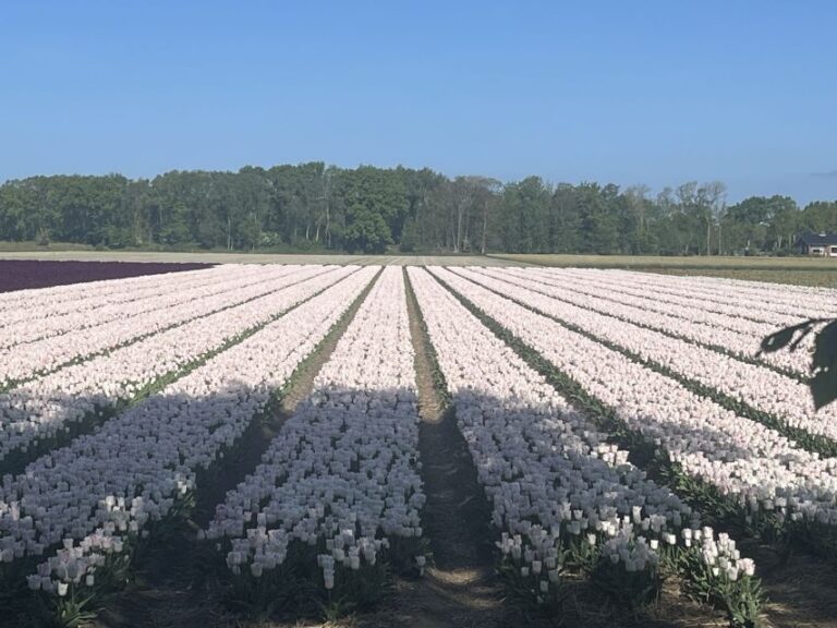 From Lisse: Flower Bike Tour Along Keukenhof And Flowerfarm Tour Overview