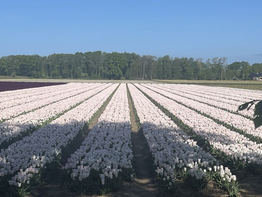 From Lisse: Flower Bike Tour Along Keukenhof and Flowerfarm - Tour Overview