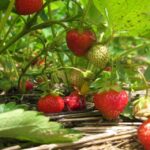 From Mattituck: North Fork Area Bike Tour With Food Tasting Bike Ride Through Coastal Sights