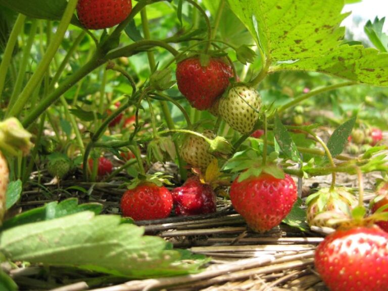 From Mattituck: North Fork Area Bike Tour With Food Tasting Bike Ride Through Coastal Sights