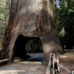 From San Francisco: Yosemite Private Full Day Trip Explore Yosemites Giant Sequoias