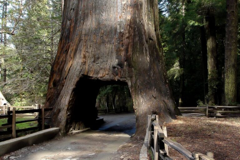 From San Francisco: Yosemite Private Full Day Trip Explore Yosemites Giant Sequoias