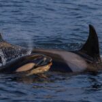 From Skjervøy: Whale Watching In A Heated Cabin Cruiser Activity Details