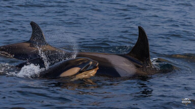 From Skjervøy: Whale Watching In A Heated Cabin Cruiser Activity Details