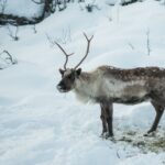 From Tromsø: Fjords Small Group Bus Tour Breathtaking Fjords Of Tromsø