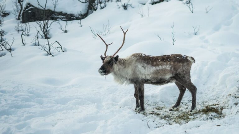 From Tromsø: Fjords Small Group Bus Tour Breathtaking Fjords Of Tromsø