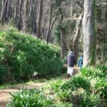 Funchal: Sea And Mountain Views Hidden Forest Hike Tour Overview