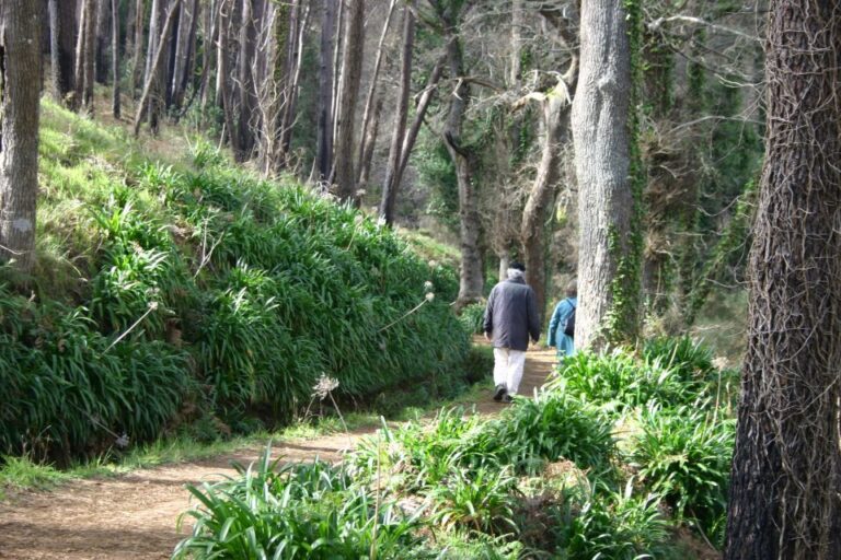 Funchal: Sea And Mountain Views Hidden Forest Hike Tour Overview